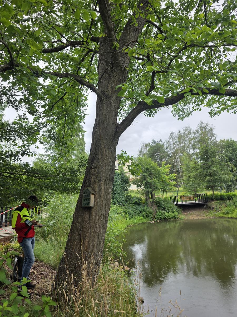 Bezpieczeństwo przede wszystkim! 🌳